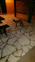 neues Haustier? Hat seinen Platz beim Restaurant Base Camp Cucco